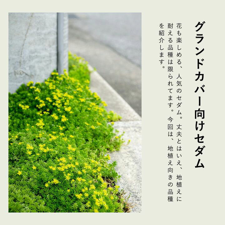 楽天市場】グランドカバーにしやすい丈夫なセダムcollection : e-花屋さん