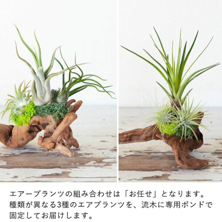 楽天市場 送料無料 エアプランツ3種の寄せ植え流木仕立て 観葉植物インテリアに最適のエアープランツ スタンド ジオラマに映える ギフト プレゼント ｅ 花屋さん