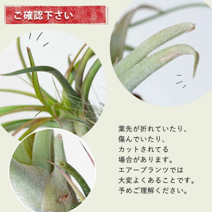 楽天市場】【そのまま飾れる】エアプランツ3種の寄せ植え流木（育て方 