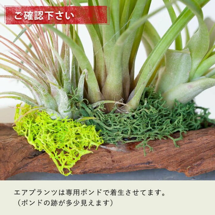 楽天市場 送料無料 エアプランツ3種の寄せ植え流木仕立て 観葉植物インテリアに最適のエアープランツ スタンド ジオラマに映える ギフト プレゼント ｅ 花屋さん