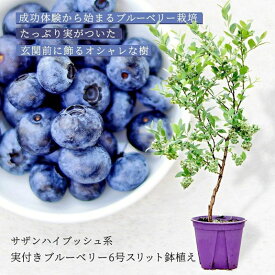 【予約品・お届けは5/25～】「成功体験からはじめる」ブルーベリー苗木（6号鉢植え：サザンハイブッシュ系ガルフコースト実付き株）※同梱不可商品苗 実付き ブルーベリー苗 ブルーベリー栽培 鉢植え 地植え 植え方 サザンハイブッシュ 自宅でブルーベリー栽培