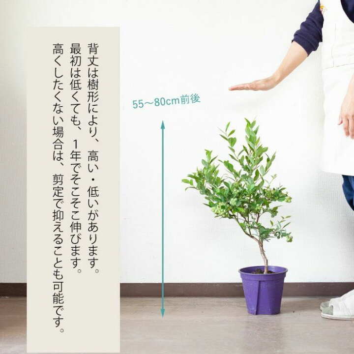 楽天市場】「成功体験からはじめる」ブルーベリー 苗木（6号鉢植え 