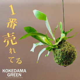 【お届けは4/4～】観葉植物 コウモリランの苔玉(ビカクシダ）観葉植物 苔玉 吊り下げ ハンギング 植物 浅岡園芸 フェイクよりおしゃれ インテリア 初心者・ギフト開店祝いにもおすすめ　ネザーランド 耐陰性・耐寒性あり 鹿角シダ 室内向け 土 キット 吊り鉢