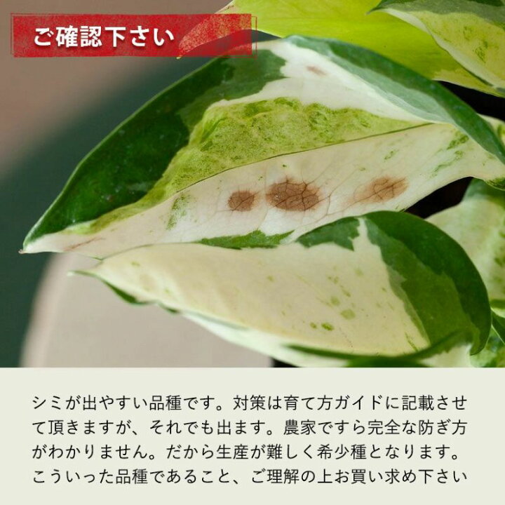 楽天市場】【4/11〜のお届け】幻のポトス「グローバル」。美術品のよう 