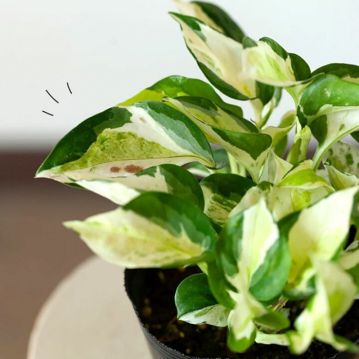 楽天市場】【4/11〜のお届け】幻のポトス「グローバル」。美術品のよう 