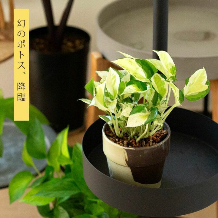 楽天市場】【4/11〜のお届け】幻のポトス「グローバル」。美術品のよう 