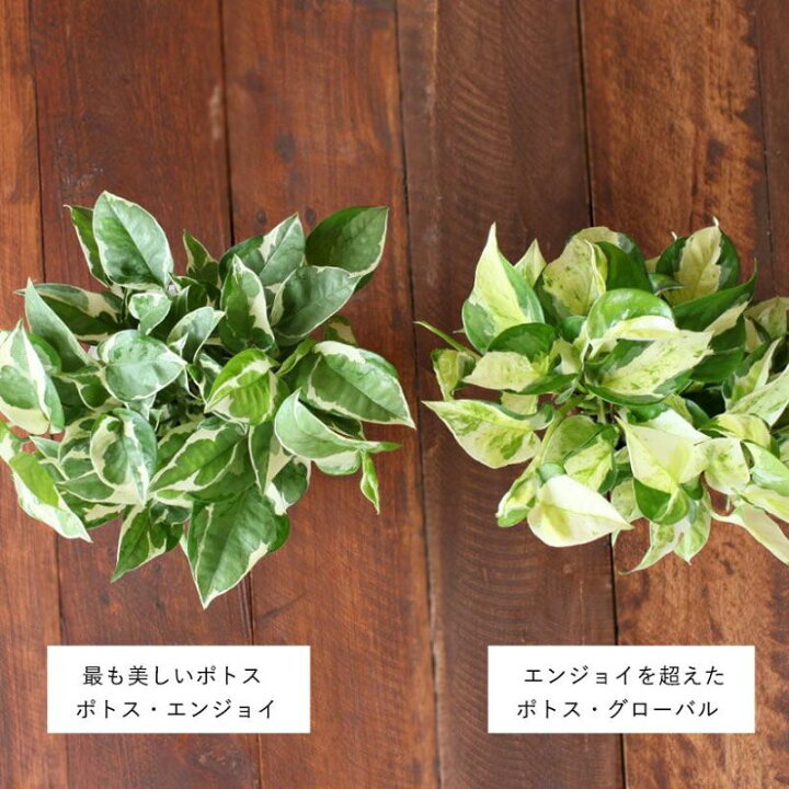 楽天市場】【4/11〜のお届け】幻のポトス「グローバル」。美術品のよう 