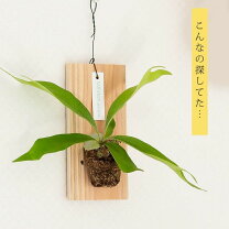 楽天市場】コウモリラン 板付けの通販