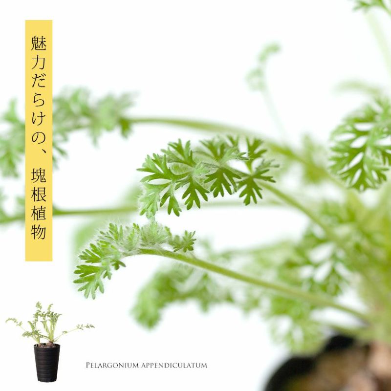 ペラルゴニウム：アッペンディクラツム（花が咲く塊根植物）観葉植物 ペラルゴニウム属 原種系 多年草