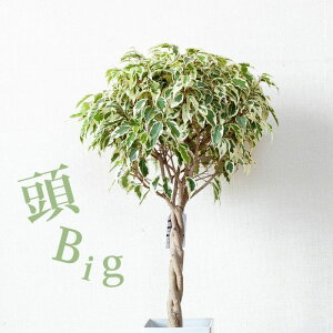 ͂9/24`yʌzxW~EX^[Cghr[eB[NB[hisjϗtA A   rO A Vzj z Mtg v[g It