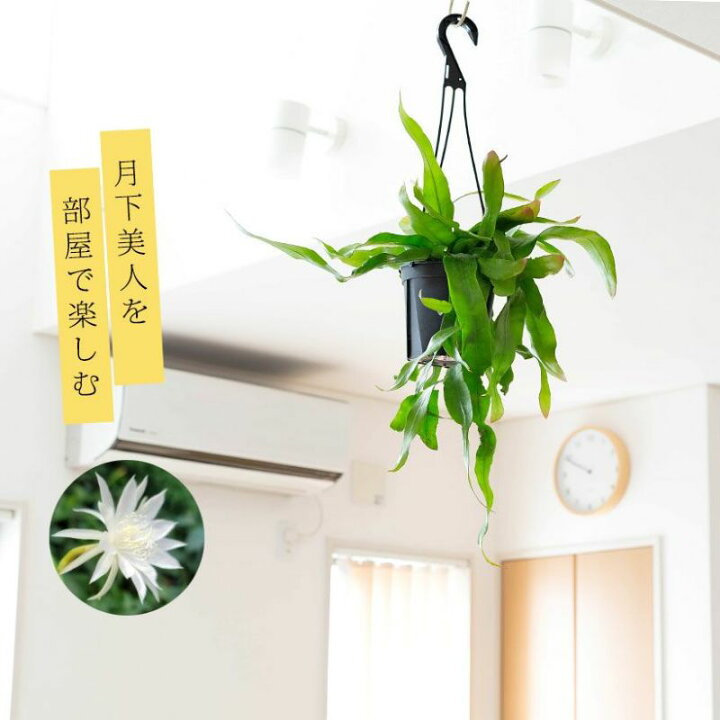 楽天市場】「姫」月下美人、ハンギング5号鉢 観葉植物 吊り下げ 吊り鉢 