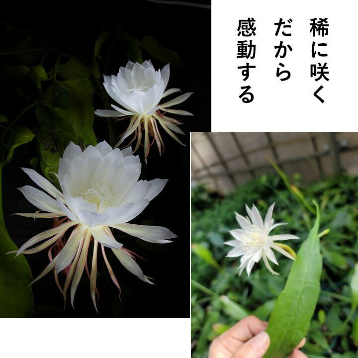 楽天市場】「姫」月下美人、ハンギング5号鉢 観葉植物 吊り下げ 吊り鉢 