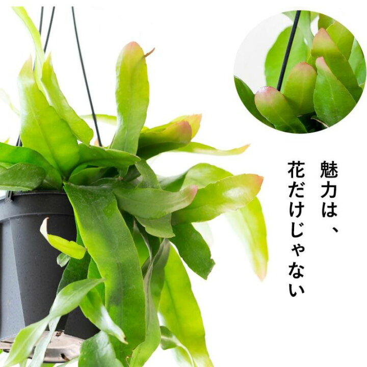 楽天市場】「姫」月下美人、ハンギング5号鉢 観葉植物 吊り下げ 吊り鉢 