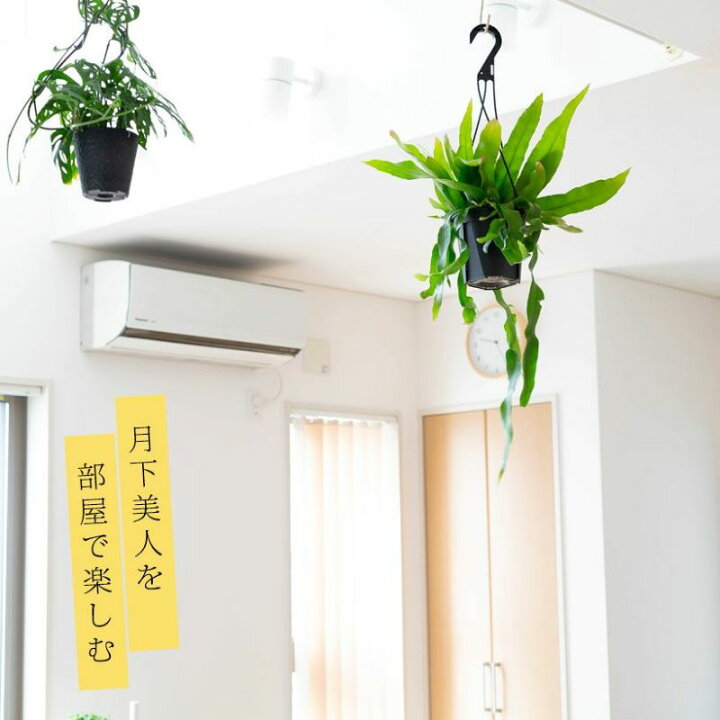 楽天市場】「姫」月下美人、ハンギング5号鉢 観葉植物 吊り下げ 吊り鉢 