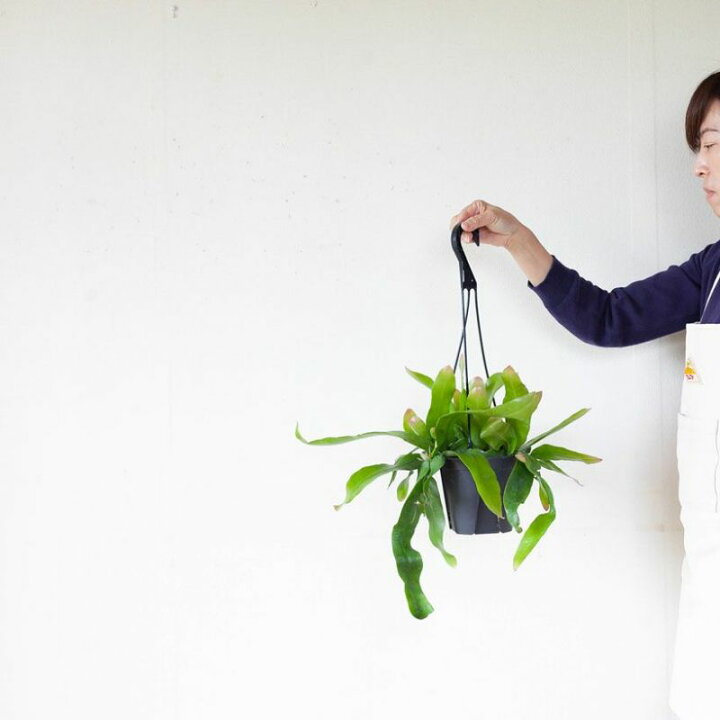 楽天市場】「姫」月下美人、ハンギング5号鉢 観葉植物 吊り下げ 吊り鉢 