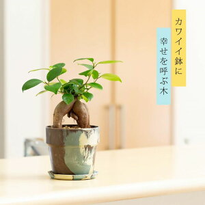 森をイメージした、ガジュマルさん観葉植物 鉢植え おしゃれ 小さい インテリア ミニ 室内 多幸の木 幸せを呼ぶ木