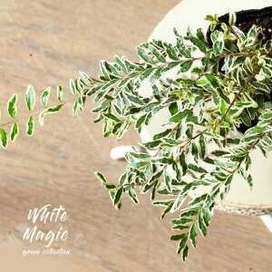 jZEjeB_uzCg}WbNvi3cjOA  񂹐A   x_ AEghAO[