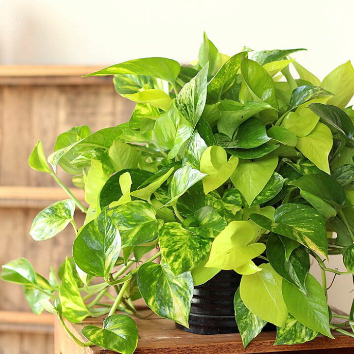 楽天市場】【ボリューム満点】ポトスボール、寄せ植えですよ！観葉植物 