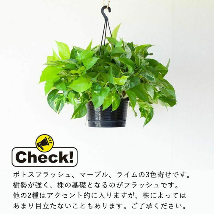 楽天市場】【ボリューム満点】ポトスボール、寄せ植えですよ！観葉植物 
