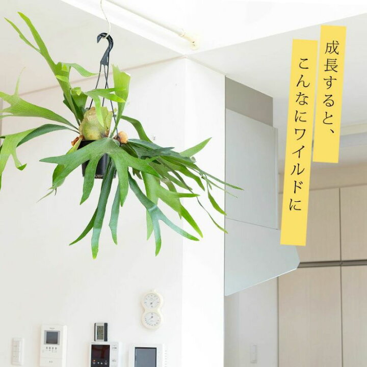 楽天市場】鹿角シダ（コウモリラン）アルシコルネ 観葉植物 吊り下げ 