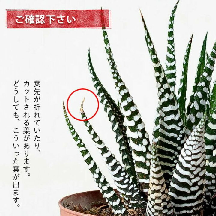 楽天市場】丈夫な多肉、十二の巻。ハオルチア 多肉植物 観葉植物 室内 