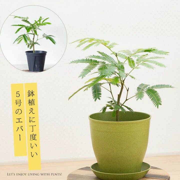 楽天市場】爽やかGREEN、エバーフレッシュ（5号硬質鉢）観葉植物 