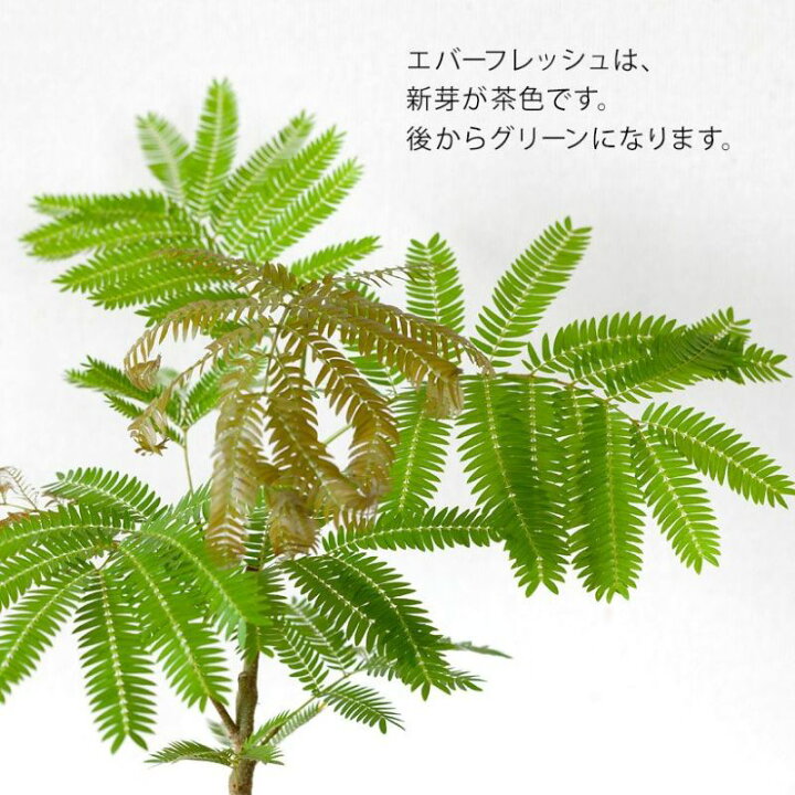 楽天市場】爽やかGREEN、エバーフレッシュ（5号硬質鉢）観葉植物 