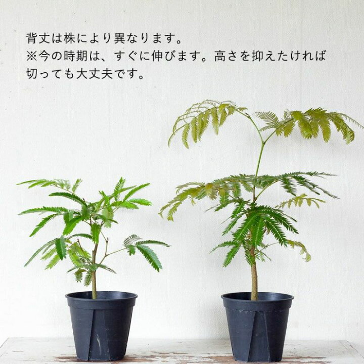 楽天市場】爽やかGREEN、エバーフレッシュ（5号硬質鉢）観葉植物 