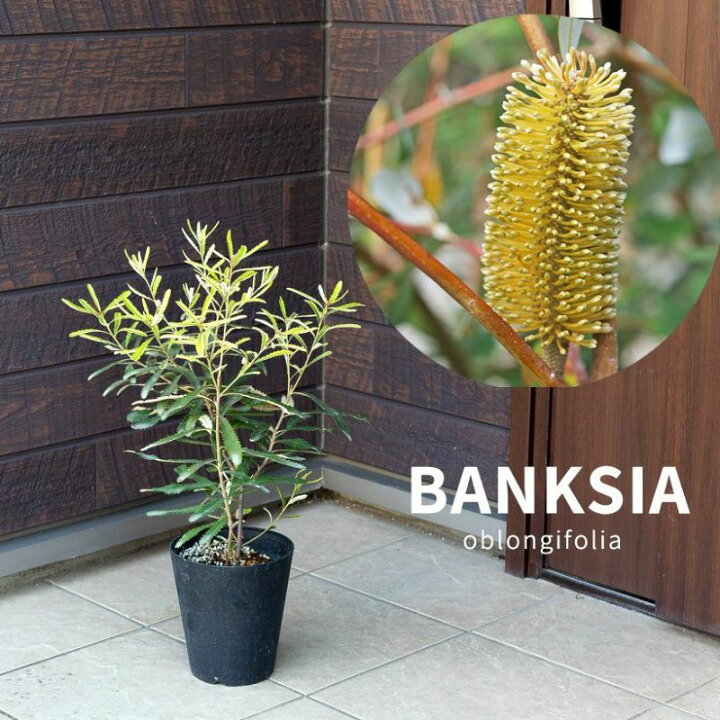 楽天市場】バンクシア・オブロンギフォリア屋外植物 オージープランツ 