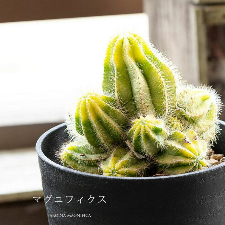 楽天市場】長年付き合える、群生サボテン 多肉植物さぼてん 観葉植物 