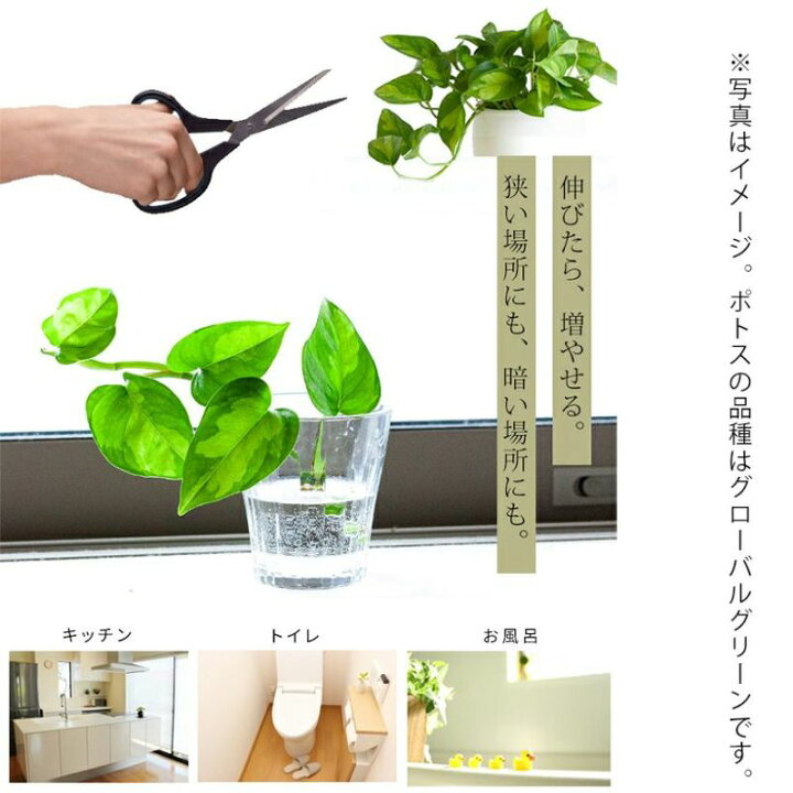 楽天市場】ポトス・リンダ（ワイルドでカッコいい羅紗葉）観葉植物 