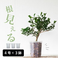 スリット鉢[4号サイズ×3鉢SET]透明スリット鉢 ネガミエル 浅岡園芸 スリット 鉢 観葉植物の植え替え 根…