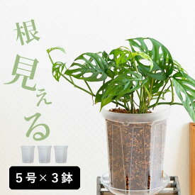 スリット鉢[5号サイズ×3鉢SET]植木鉢透明スリット鉢 スリット 鉢 ネガミエル 浅岡園芸 植木鉢 透明 鉢 植え替え 観葉植物の植え替え 根が見える鉢 クリア 半透明 観葉植物の鉢 観葉植物 鉢 プラスチック スリット 通気性 ポトス革命チャンネル