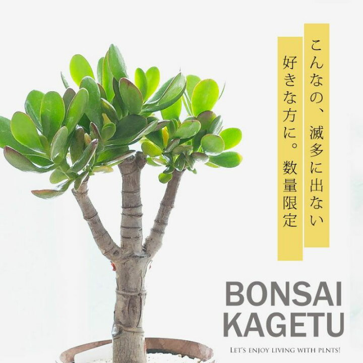 楽天市場】10年近く生きてます！古木の花月（金のなる木）を盆栽風に 