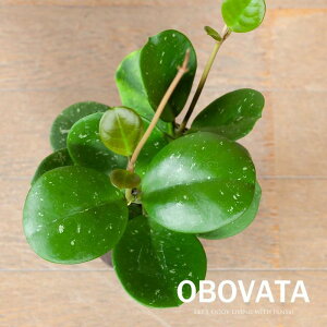 zEI{o[^3.5civŁAtԂlCijϗtA A z I{o[^ c CeA   ChA S rO _CjO CeAO[ K[f