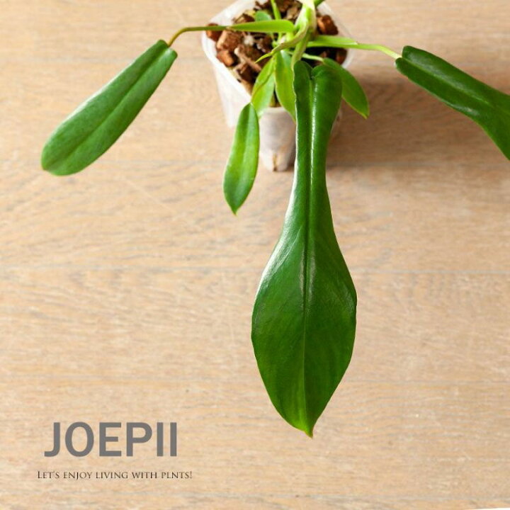 楽天市場】フィロデンドロン・ジョーピーinネガミエルねこチップ 観葉  