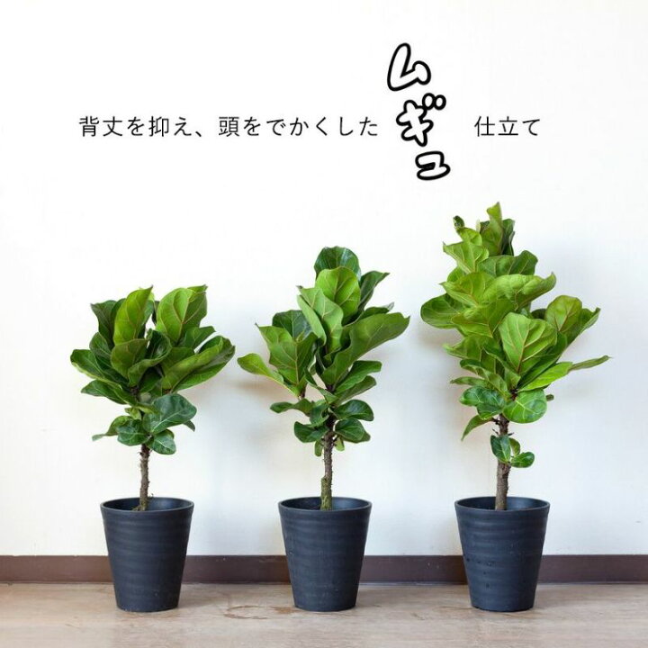 楽天市場】これ、可愛いです！カシワバゴム・バンビーノ（6号鉢 