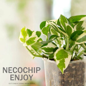 |gXEGWCinlK~G˂`bv ϗtA lR`bv RR`bv ˂݂ |gX GWC Xbg  Aؔ 󉪉| ԐX TgC 3 ~j   A