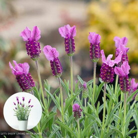 【お届けは3/29～】開花期間が長い品種！ラベンダー「ピンクサマー」4号鉢フレンチラベンダー ピンクサマー ラベンダーピンクサマー ラベンダーピンク ピンクサマーラベンダー 花 苗 花苗 香り アロマ 香りの良いラベンダー ピンク色 パープル 鉢植え 玄関 庭木 植物