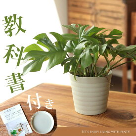 【お届けは4/3～】観葉植物 ヒメモンステラ10ページからなる育て方ガイド＆受皿付き！観葉植物 姫モンステラ ひめもんすてら おしゃれ 植物 室内 インテリア 育てやすい 風水 鉢植え 初心者 丈夫 育て方 ギフト プレゼント 贈り物 誕生日 お祝い 新築祝い 新居 引っ越し