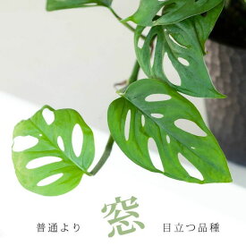 小葉で、ツルが伸びやすいマドカズラ窓カズラ まどかずら 観葉植物 窓 モンステラspp オブリクア・エクスピラータ 穴 ツル性 浅岡園芸 鉢植え 鉢カバー モンステラ属 小さめ 小さい ミニサイズ 3号苗