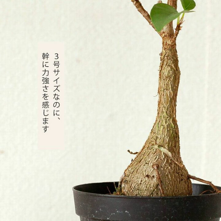 楽天市場】数量限定！フィカス・パルメリー3号硬質POTフィカスパル 