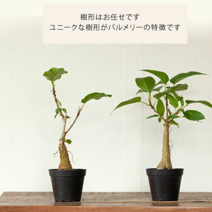 楽天市場】数量限定！フィカス・パルメリー3号硬質POTフィカスパル 