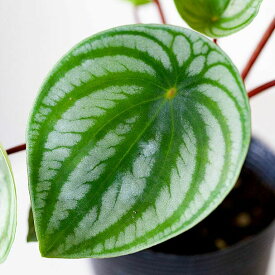 ペペロミア・サンデルシー（通称スイカペペ）スイカペペロミア アルギレイアサンデルシー 観葉植物 3.5号 苗 鉢カバー おしゃれ 室内 インテリア リビング オフィス ダイニング