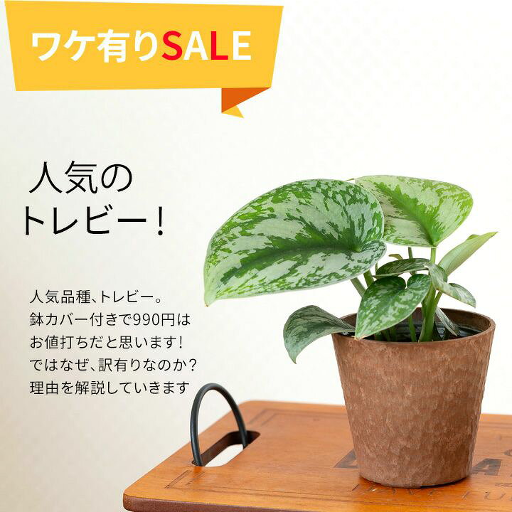 楽天市場】【訳有りSALE】スキンダプサス・トレビー（トレウビー 