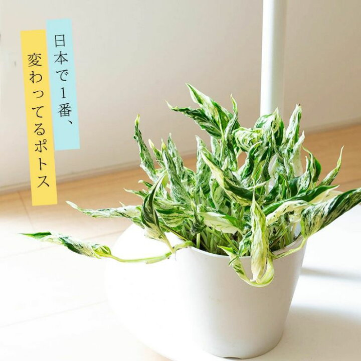 楽天市場】希少品種！ポトス・テルノ「ラブソング」観葉植物 テルノ 