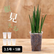 透明スリット鉢[3.5号サイズ×5鉢SET]スリット鉢 ネガミエル 浅岡園芸 スリット 鉢 観葉植物の植え替え …