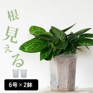 透明スリット鉢[6号サイズ×2鉢SET]スリット鉢 ネガミエル 浅岡園芸 スリット 鉢 透明 鉢 植え替え 観葉…