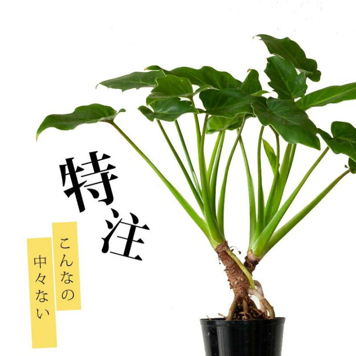 楽天市場】特注品！根上がりクッカバラ「分頭」コンパクト仕立て 