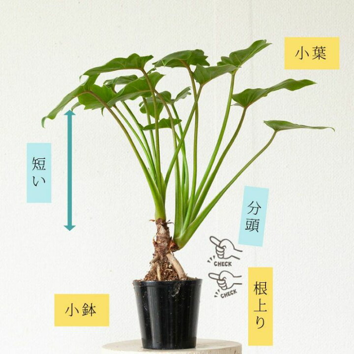 楽天市場】特注品！根上がりクッカバラ「分頭」コンパクト仕立て 